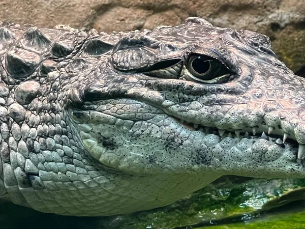 Répteis Como Jacarés Crocodilos — Fotografia de Stock