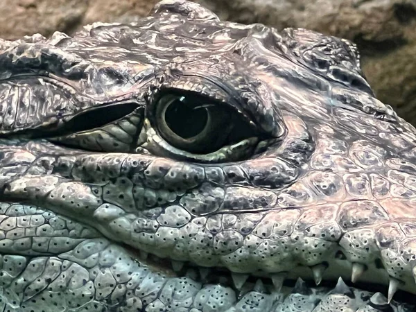 Reptiles Comme Les Alligators Les Crocodiles — Photo