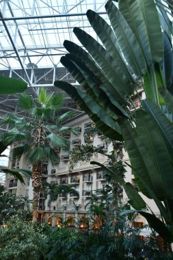 KISSIMMEE, FL - DEC 25: Gaylord Palms Resort & Convention Center in Kissimmee, Florida, as seen on Dec 25, 2022.