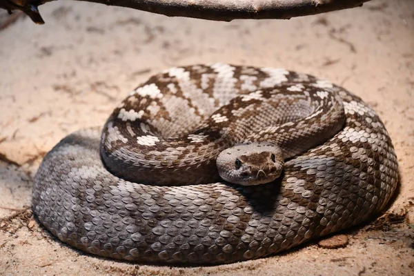 Snake Its Habitat — Stock fotografie