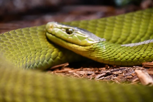 Ένα Φίδι Στο Περιβάλλον Του — Φωτογραφία Αρχείου