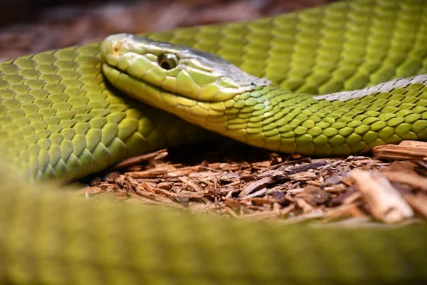 Snake Its Habitat — Stok fotoğraf