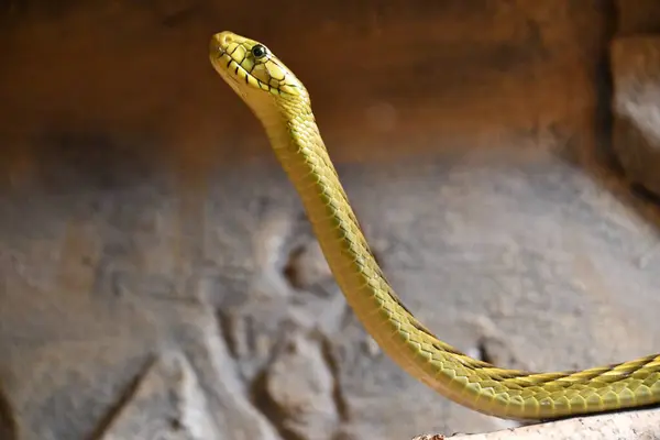 Snake Its Habitat — 스톡 사진