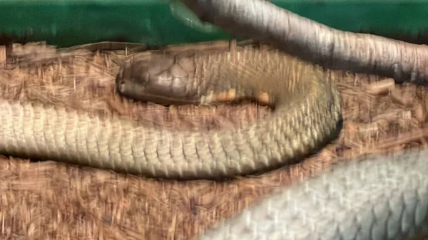 Snake Its Habitat — Photo