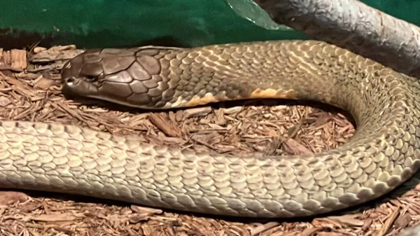 Snake Its Habitat — Stok fotoğraf