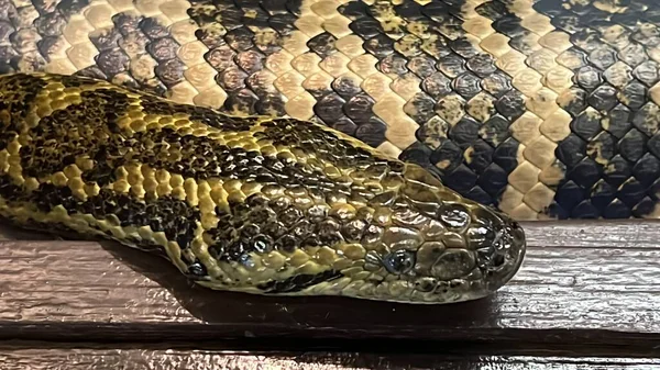 Змея Своей Среде Обитания — стоковое фото