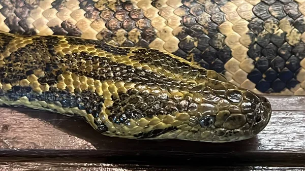 Snake Its Habitat — Zdjęcie stockowe