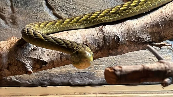 Snake Its Habitat — Zdjęcie stockowe