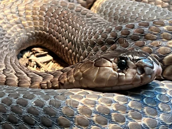 Snake Its Habitat — Photo