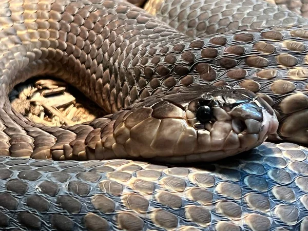 Snake Its Habitat —  Fotos de Stock