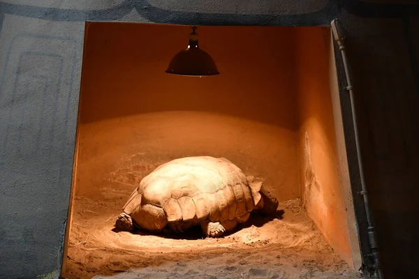 Big Slow Tortoise Shell — Stock Photo, Image