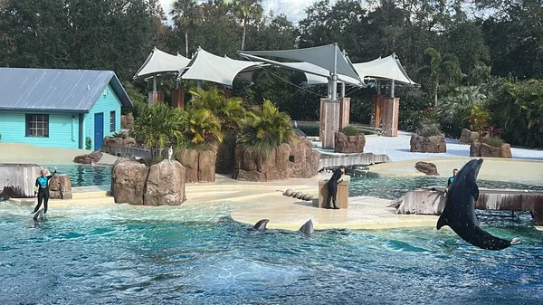 Orlando Nov27 Dolphin Adventures Show Seaworld Orlando Floridě Jak Vidět — Stock fotografie