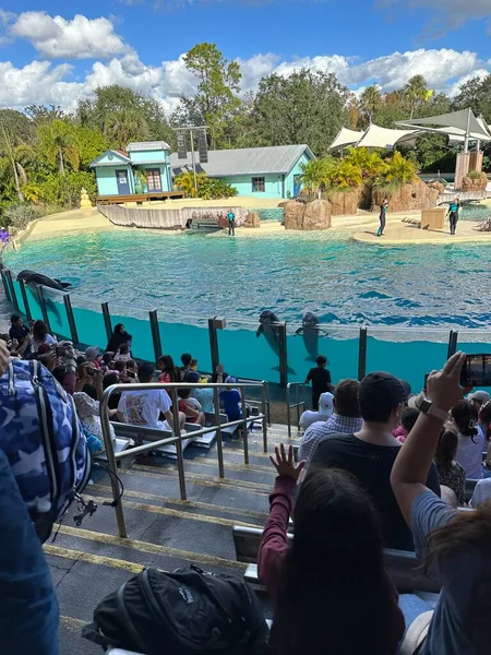 Orlando Nov Dolphin Adventures Show Seaworld Orlando Florida Visto Diciembre — Foto de Stock