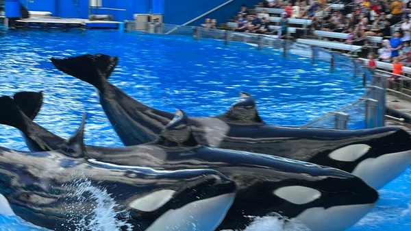 Orlando Nov Orca Encounter Killer Whale Presentation Seaworld Orlando Florida — стоковое фото