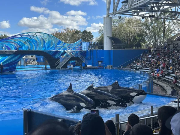 stock image ORLANDO, FL  NOV 27: Orca Encounter Killer Whale Presentation at SeaWorld Orlando in Florida, as seen on Dec 29, 2022. It is a theme and marine zoological park that has many live shows and attractions including rides and animal exhibits.