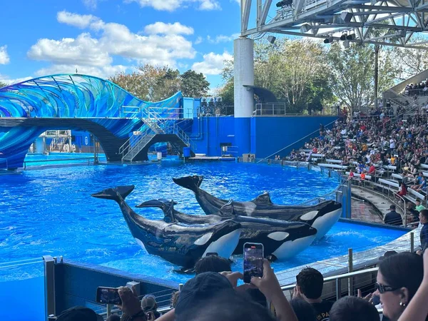 オーランド 11月27 フロリダ州のシーワールドオーランドでのオーカ エンカウンターキラークジラのプレゼンテーション 12月に見られるように29 2022 乗り物や動物展示など多くのライブショーやアトラクションがあるテーマパークや海洋動物園です — ストック写真