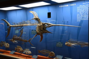 WASHINGTON DC - 26. SEP: 26 Eylül 2021 'de Washington DC' deki Smithsonian Ulusal Doğal Tarih Müzesi.
