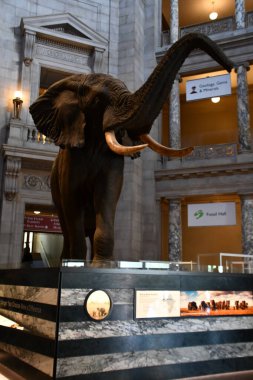 WASHINGTON DC - 26. SEP: 26 Eylül 2021 'de Washington DC' deki Smithsonian Ulusal Doğal Tarih Müzesi.
