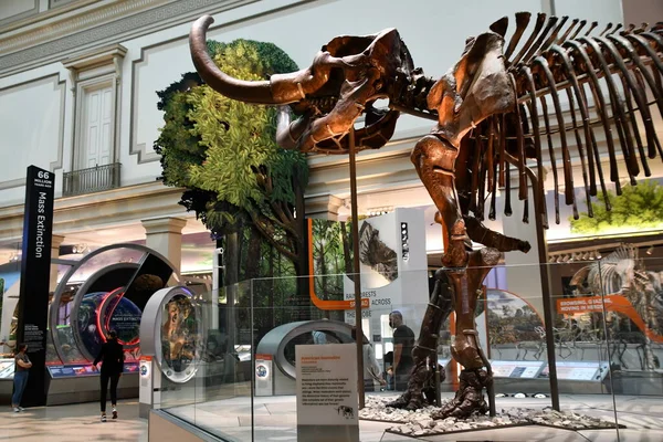 Washington Sep Smithsonian National Museum Natural History Washington Sett Den — Stockfoto