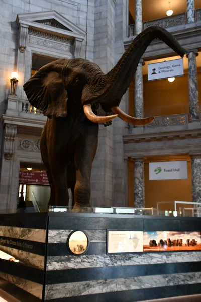 Washington Sep Smithsonian National Museum Natural History Washington Sett Den — Stockfoto