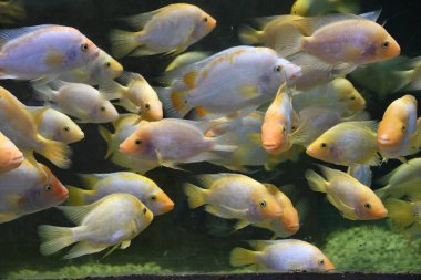 Bir akvaryum içinde su balık