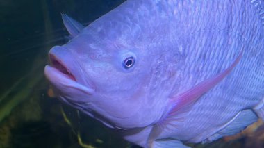 Bir akvaryum içinde su balık