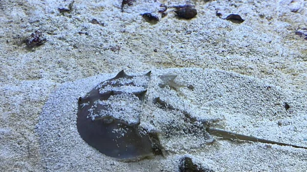Atlantic Horseshoe Crab in Water