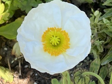 Beyaz İzlanda Gelincik Çiçeği