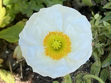 Beyaz İzlanda Gelincik Çiçeği