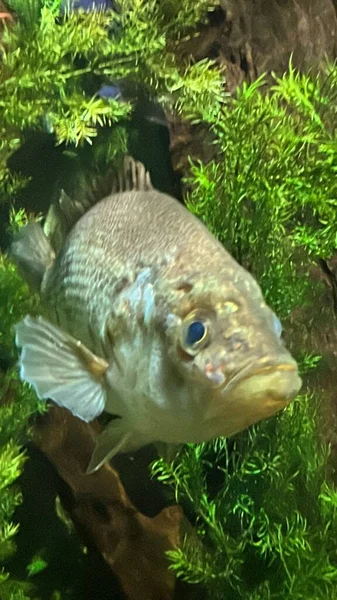 Риба Воді Акваріумі — стокове фото