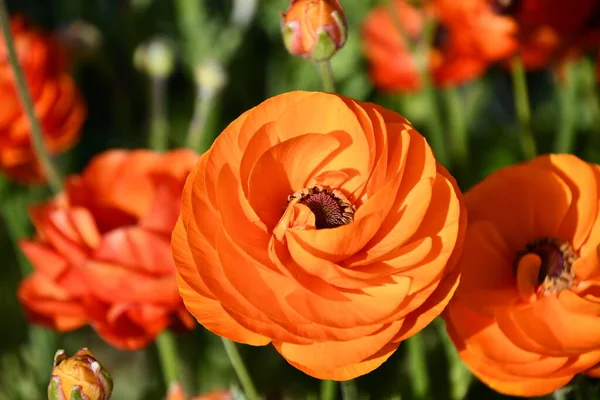 Obří Tecolote Ranunculus Květiny Perské Máslovky — Stock fotografie