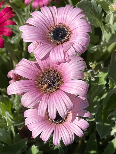 stock image Sun African Daisy Flowers