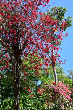 Meksika 'daki Güzel Bougainvillea Çiçekleri