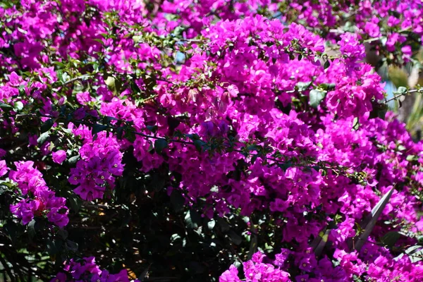 Pretty Bougainvillea Flores México —  Fotos de Stock
