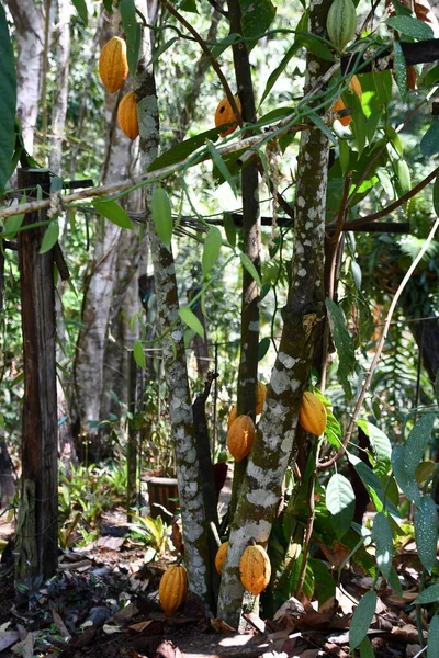 Meksika Daki Kakao Fasulye Kabukları — Stok fotoğraf