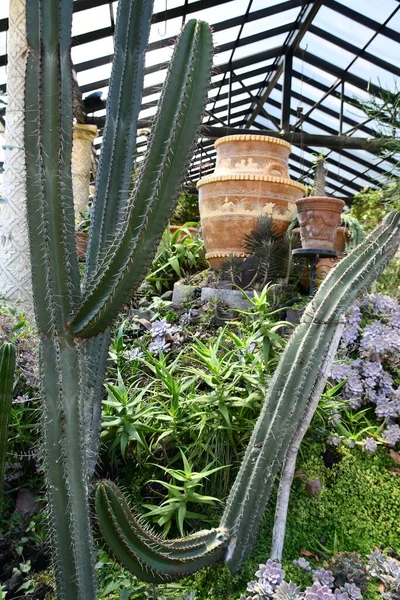 メキシコ プエルト バジャルタの植物園 Apr メキシコ プエルト バジャルタのバジャルタ植物園は 2023年4月11日に見られるように — ストック写真