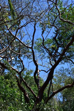 PUERTO VìRTA, MEXICO - 11 Nisan 2023 'te görüldüğü üzere Puerto Vallarta, Meksika' daki Vallarta Botanik Bahçeleri.