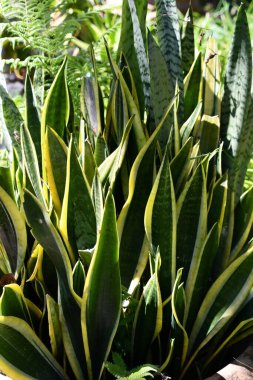 Bahçedeki Yılan Bitkisi