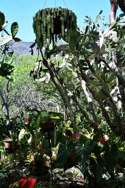 Пуэрто Вальярта Мексика Apr Ботанические Сады Вальярты Пуэрто Вальярта Мексика — стоковое фото