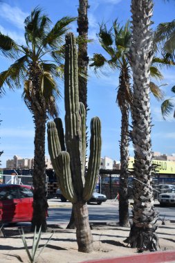 CABO SAN LUCAS, MEXICO - 13 Nisan 2023 'te Meksika' da Cabo San Lucas kasabasının görüntüsü.