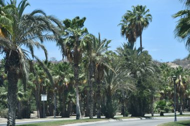 SAN JOSE DEL CABO, MEXICO - 13 NİSAN: 13 Nisan 2023 'te görüldüğü üzere San Jose del Cabo, Meksika.