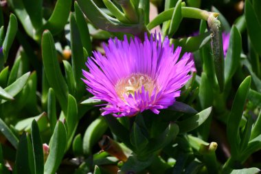 Şili Denizi İncir Çiçeği Bitkisi