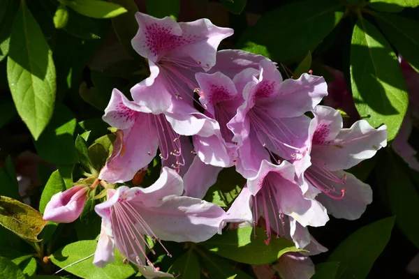 Azalea Flores Primavera — Foto de Stock