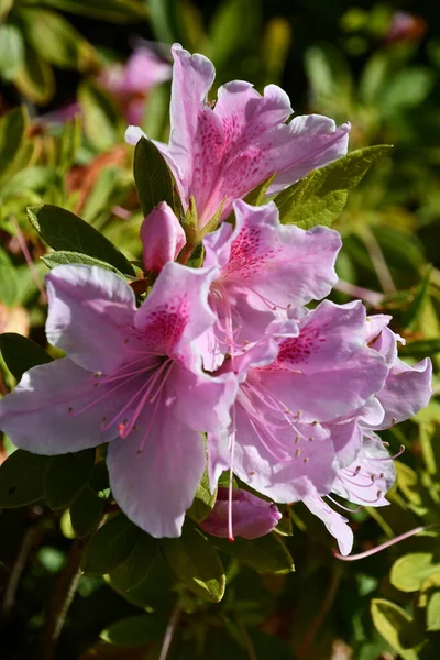 Цветы Азалии Весной — стоковое фото