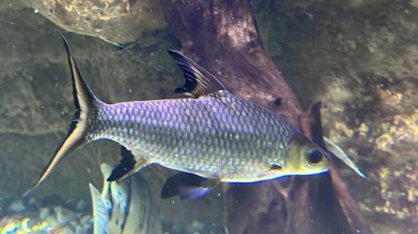 Akvaryumda Balık ve Deniz Yaşamı