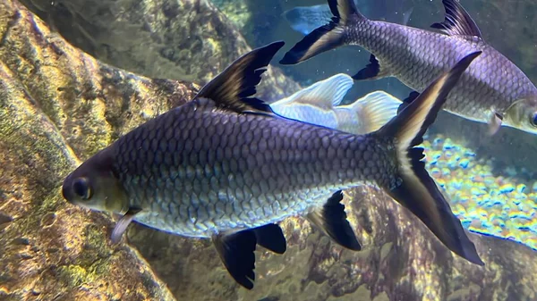 Fisk Och Marint Liv Ett Akvarium — Stockfoto