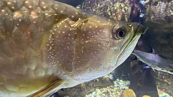 Риба Морське Життя Акваріумі — стокове фото