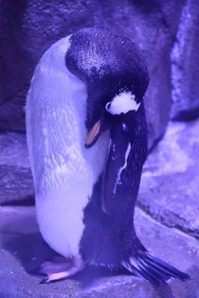Pinguim Aquário — Fotografia de Stock