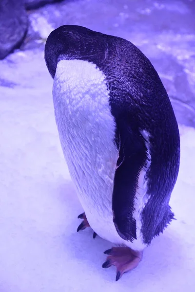 Pingvin Ett Akvarium — Stockfoto