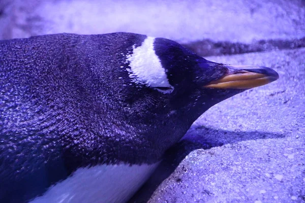 Pinguin Aquarium — Stockfoto